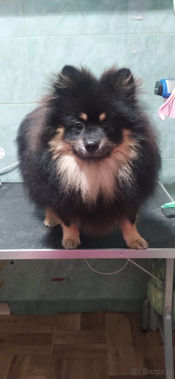Szpic piesek Black and Tan