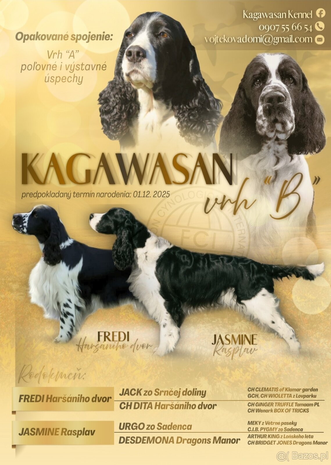 Springer spaniel angielski FCI