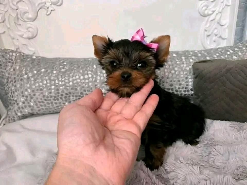 Urocze szczenięta Yorkshire Terrier (samiec i suczka).