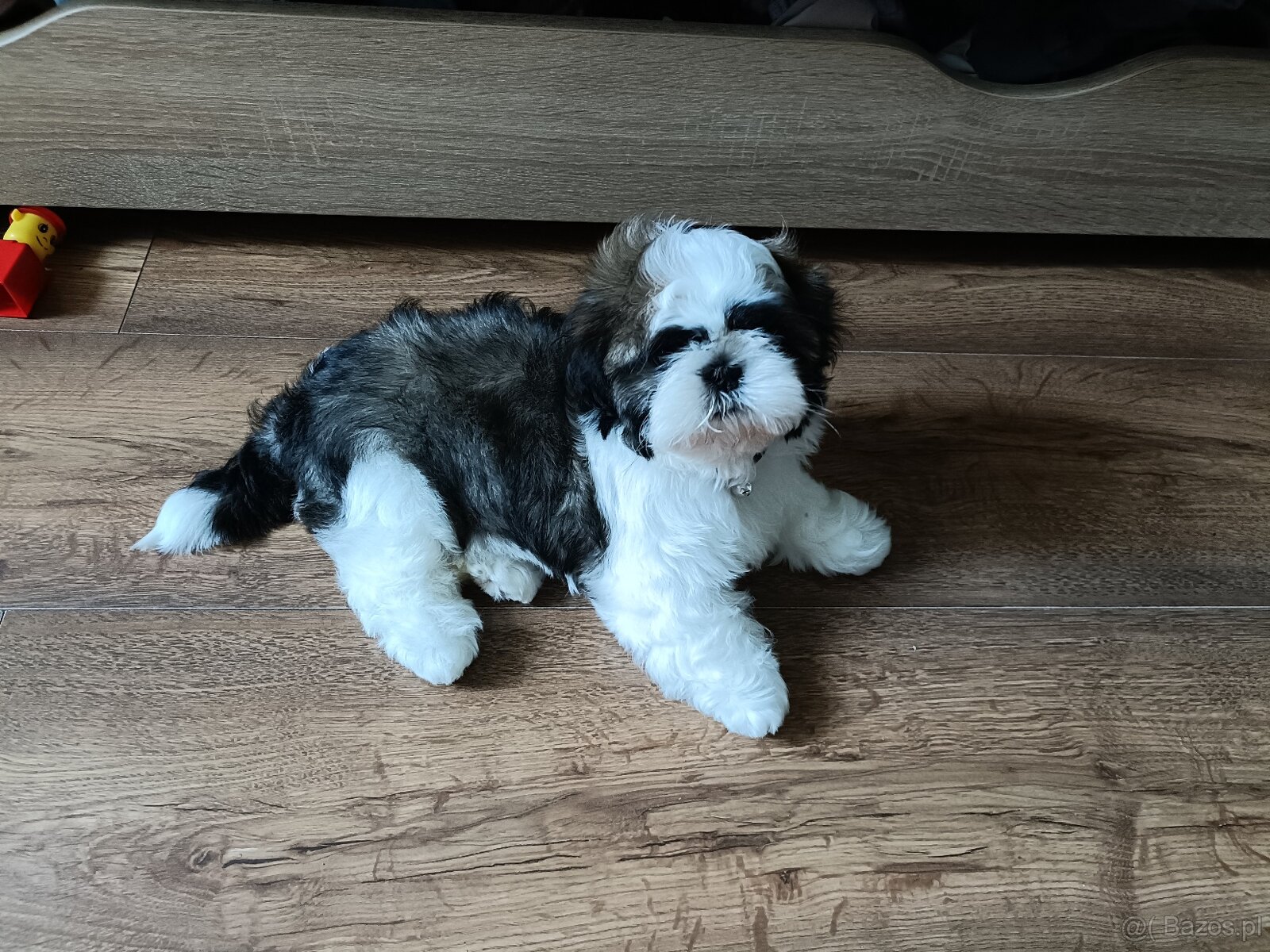 Shih Tzu Tricolor Suczka