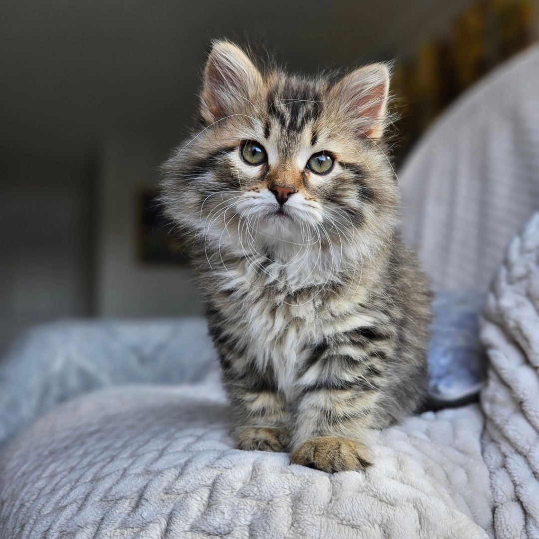 Kocięta syberyjskie na sprzedaż