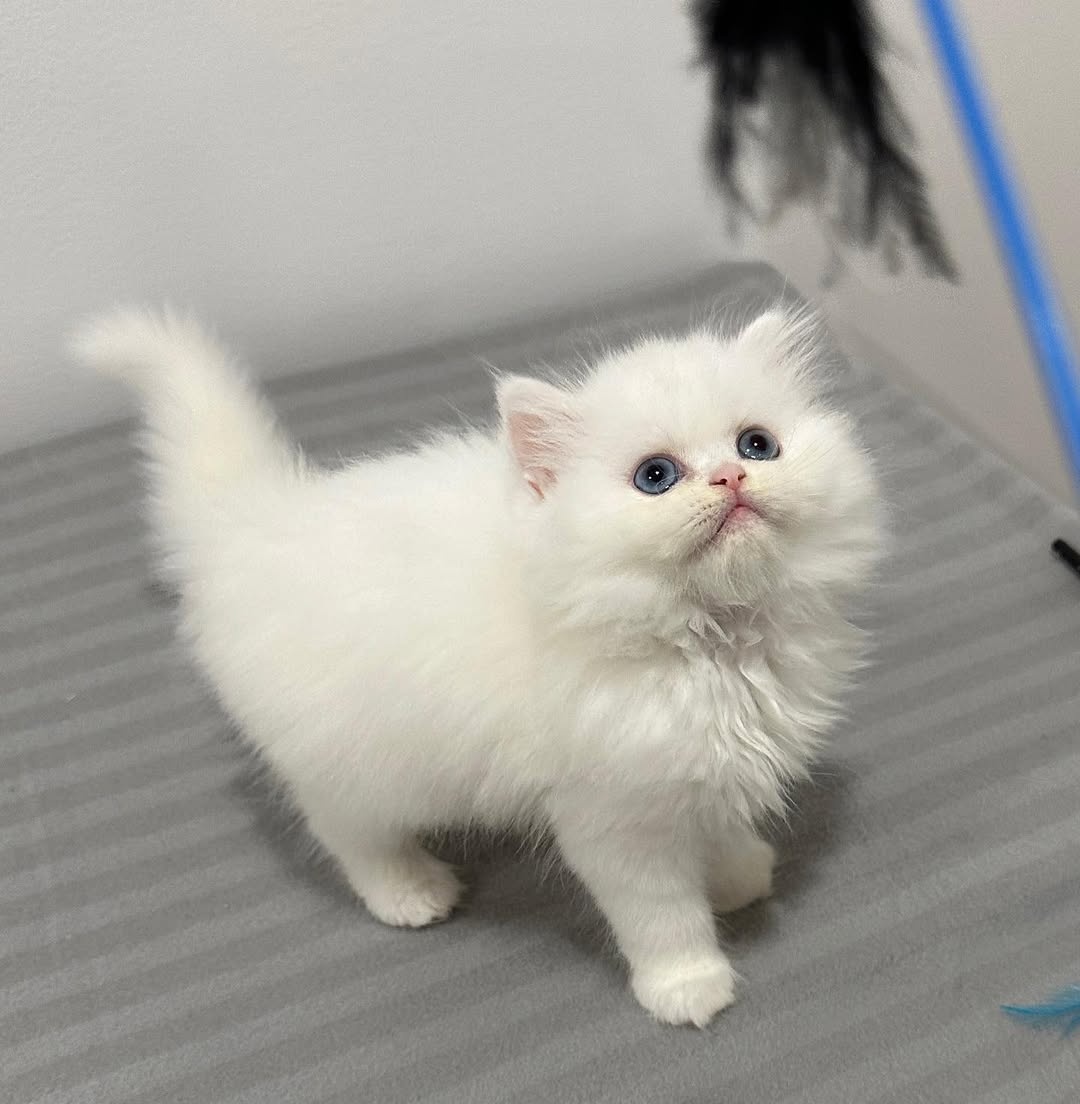 Kocięta perskie na sprzedaż