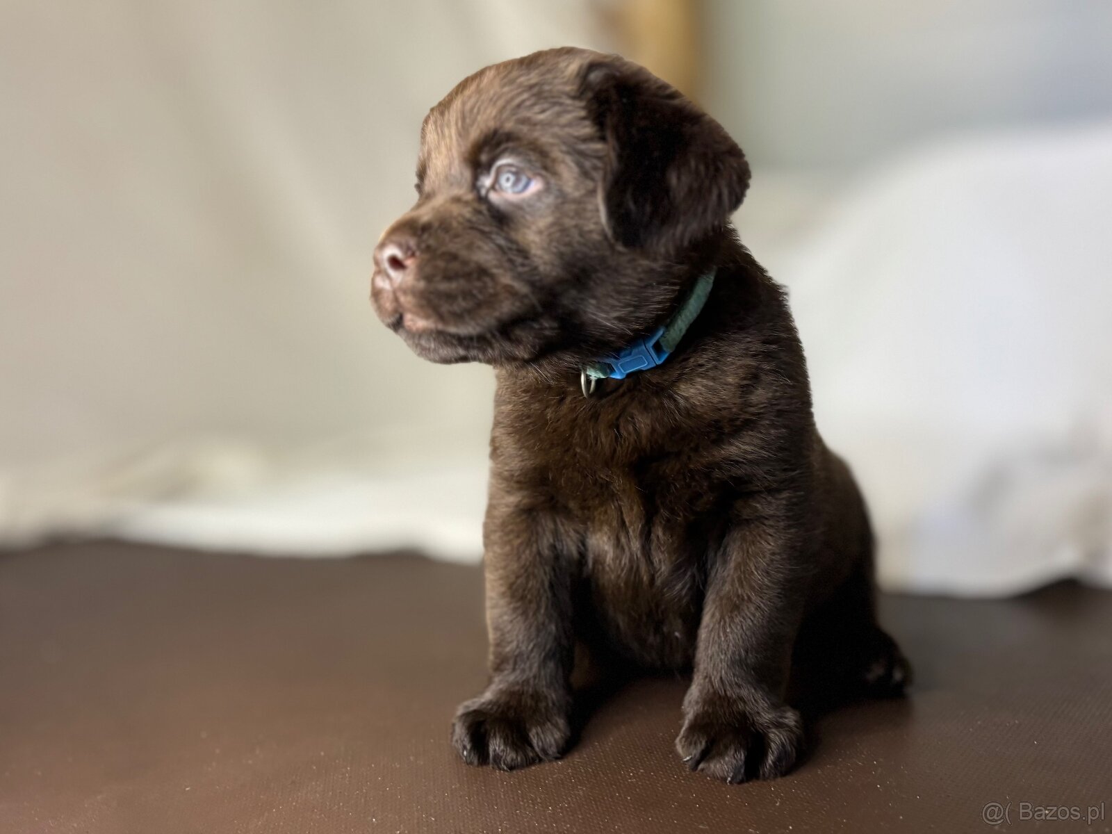 Labrador czekoladowy szczenię