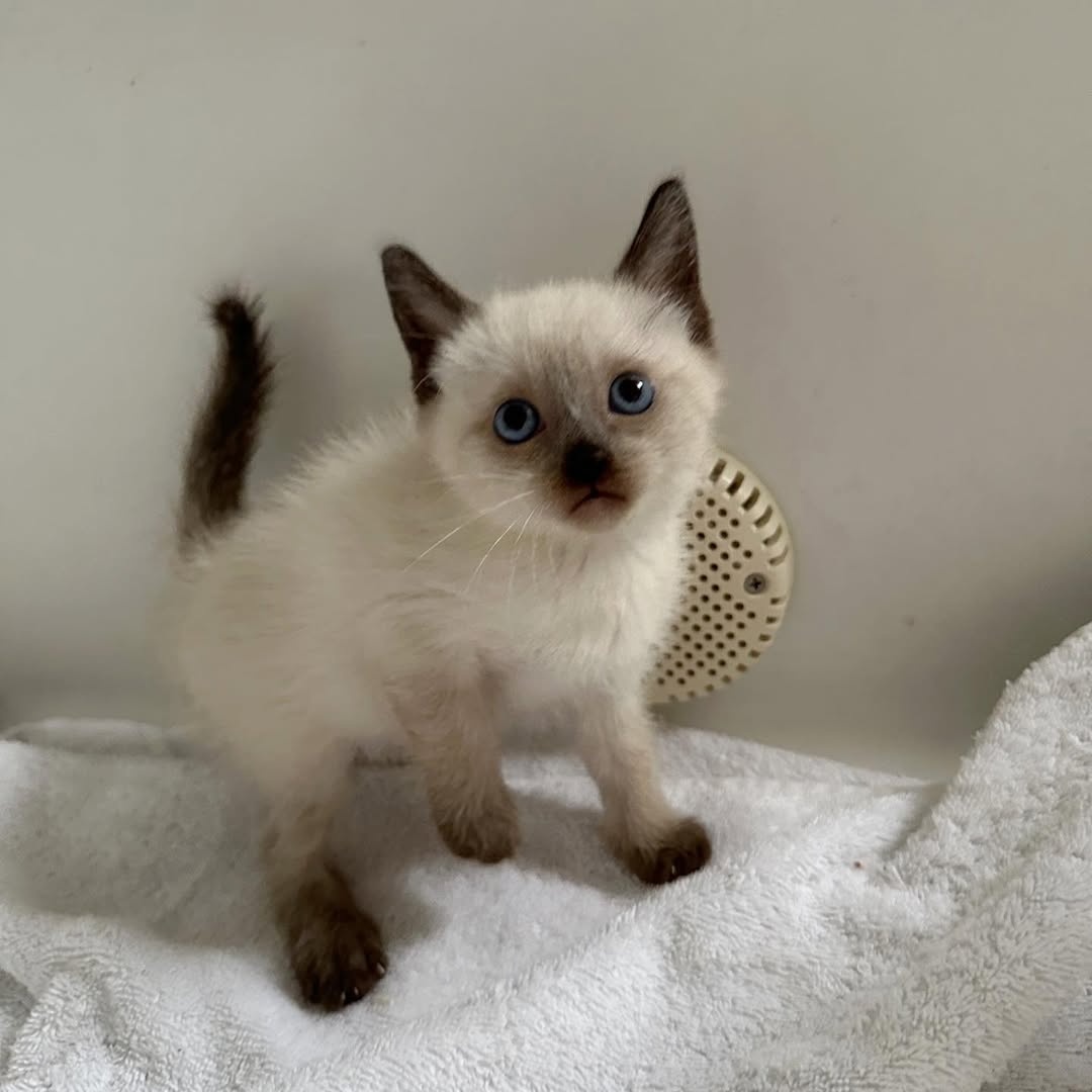 Kocięta syjamskie na sprzedaż