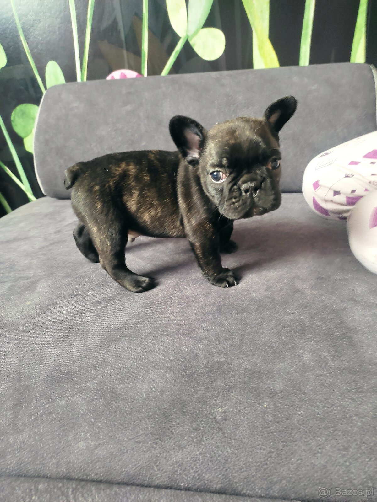 Buldog francuski