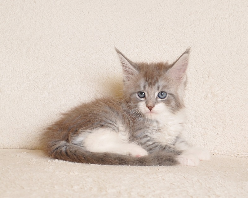 Przepiękna koteczka Maine Coon - LEGALNA HODOWLA