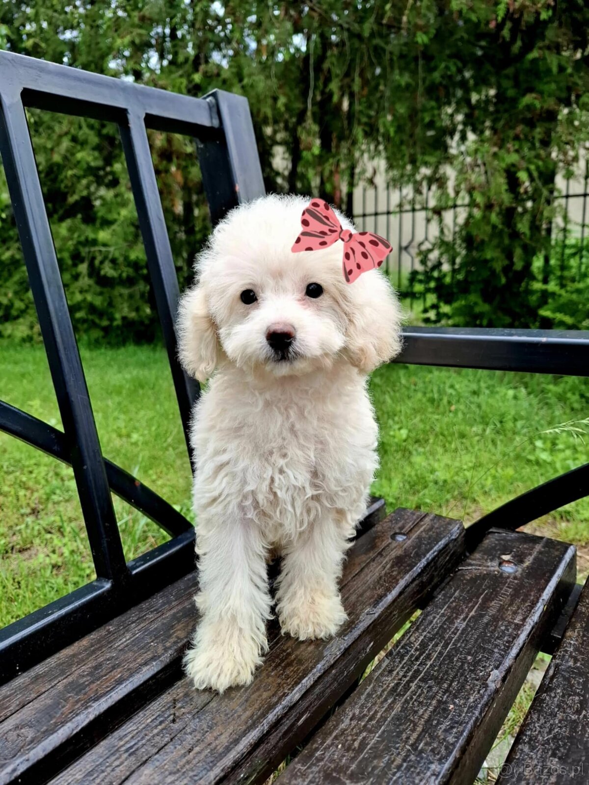 Mini suczka maltipoo