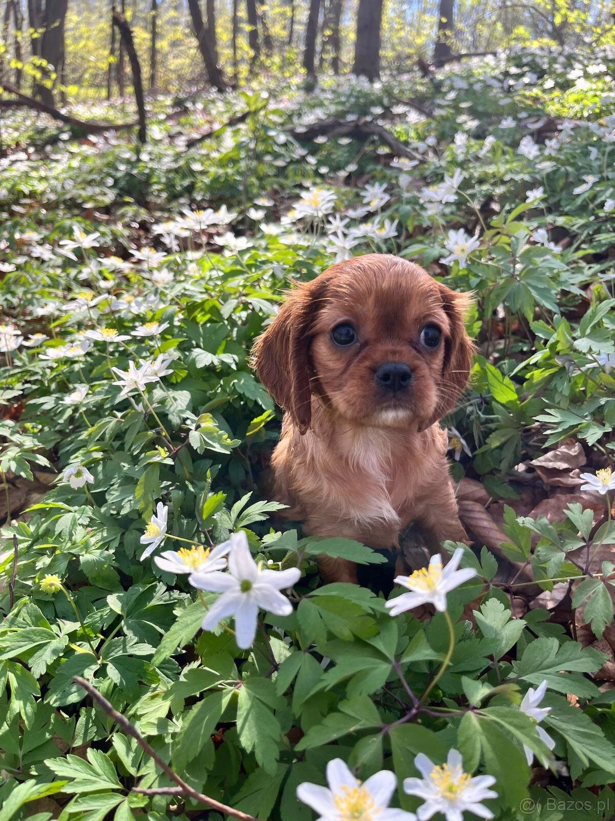 Cavalier King Charles Spaniel samiec szczeniak