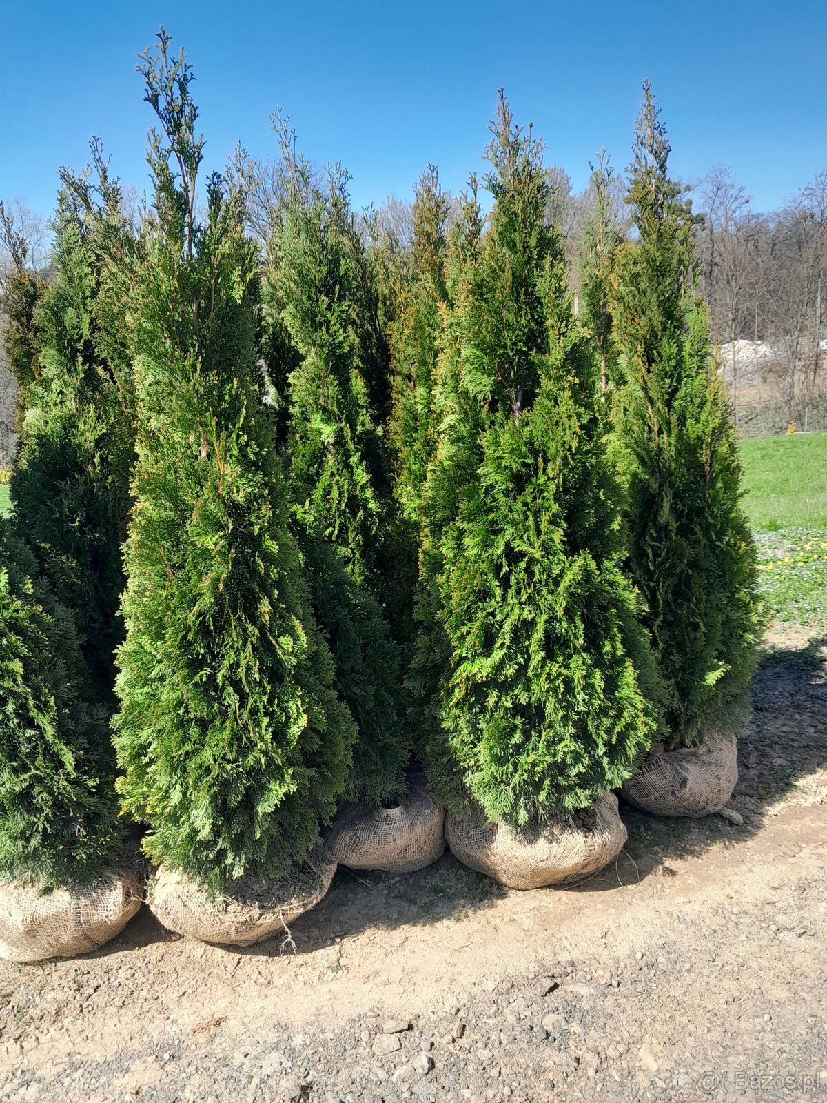 Tuje braband, szmaragd, kornik, aureospicata