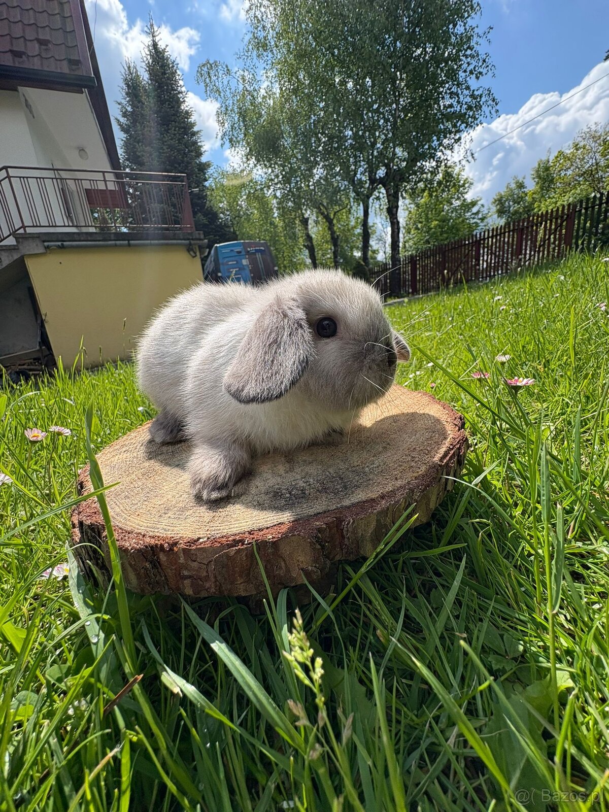 Królik miniaturowy mini lop seal point