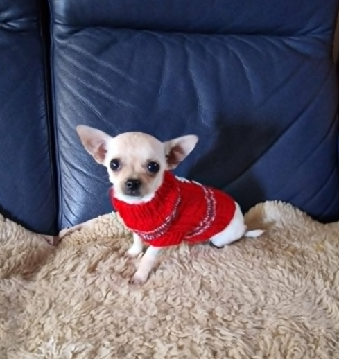 Chihuahua malutki kremowo biały piesek