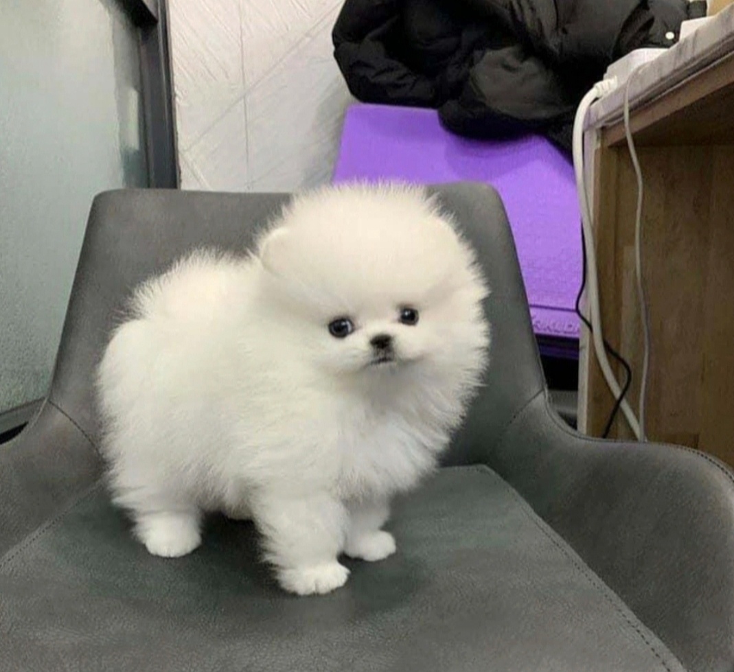 Szczenięta pomeraniana potrzebują domu.