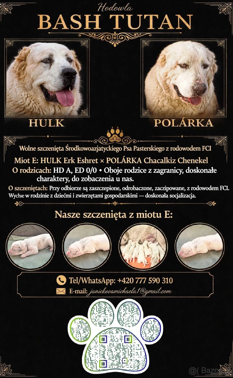 Szczenięta SAO Owczarek środkowoazjatycki