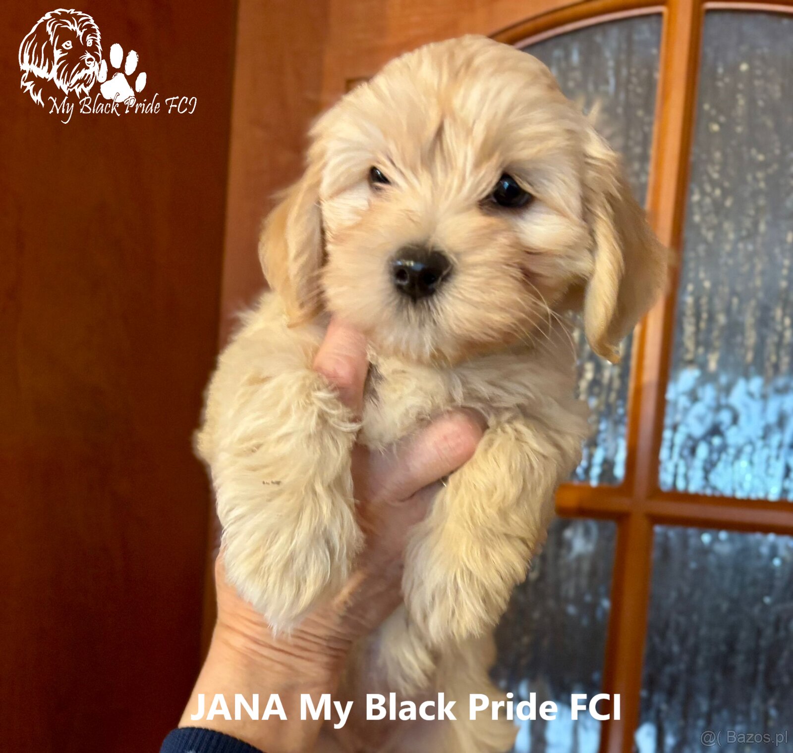 Maleńki Hawańczyk, który kocha od pierwszego spojrzenia