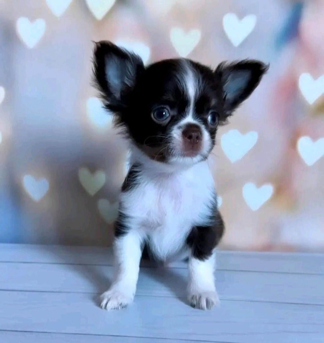 Szczenięta chihuahua potrzebują domu.