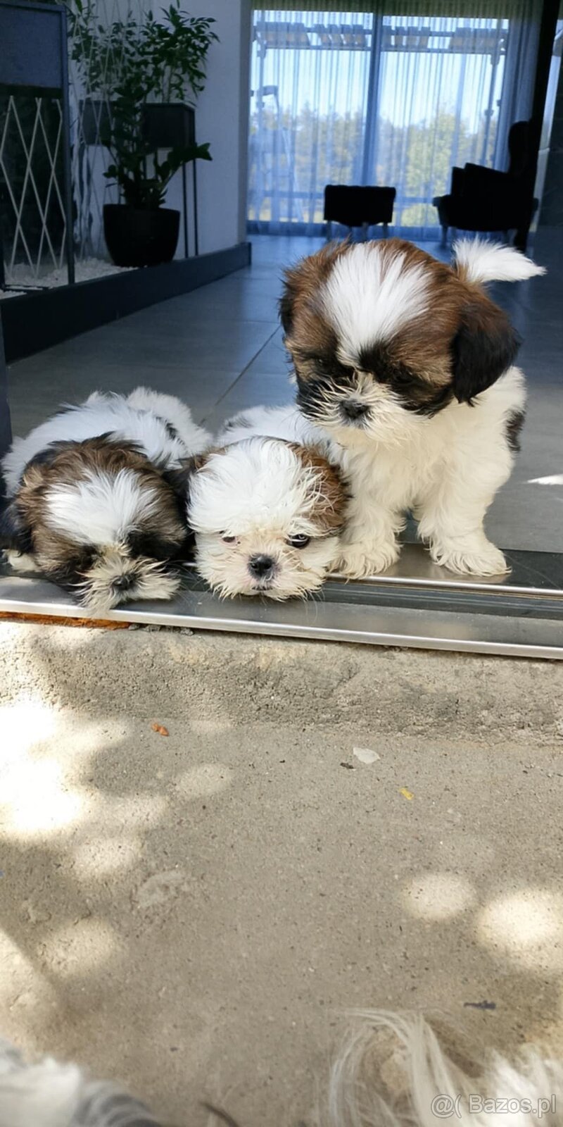Shih tzu szczeniaki