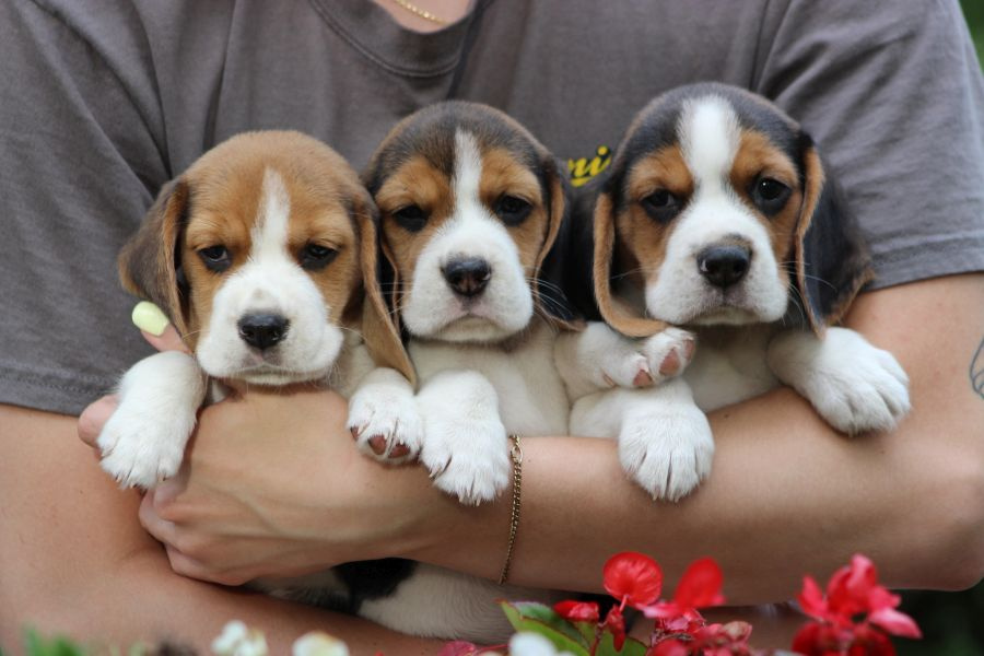 Beagle szczeniaczki ZKwP FCI po Championie