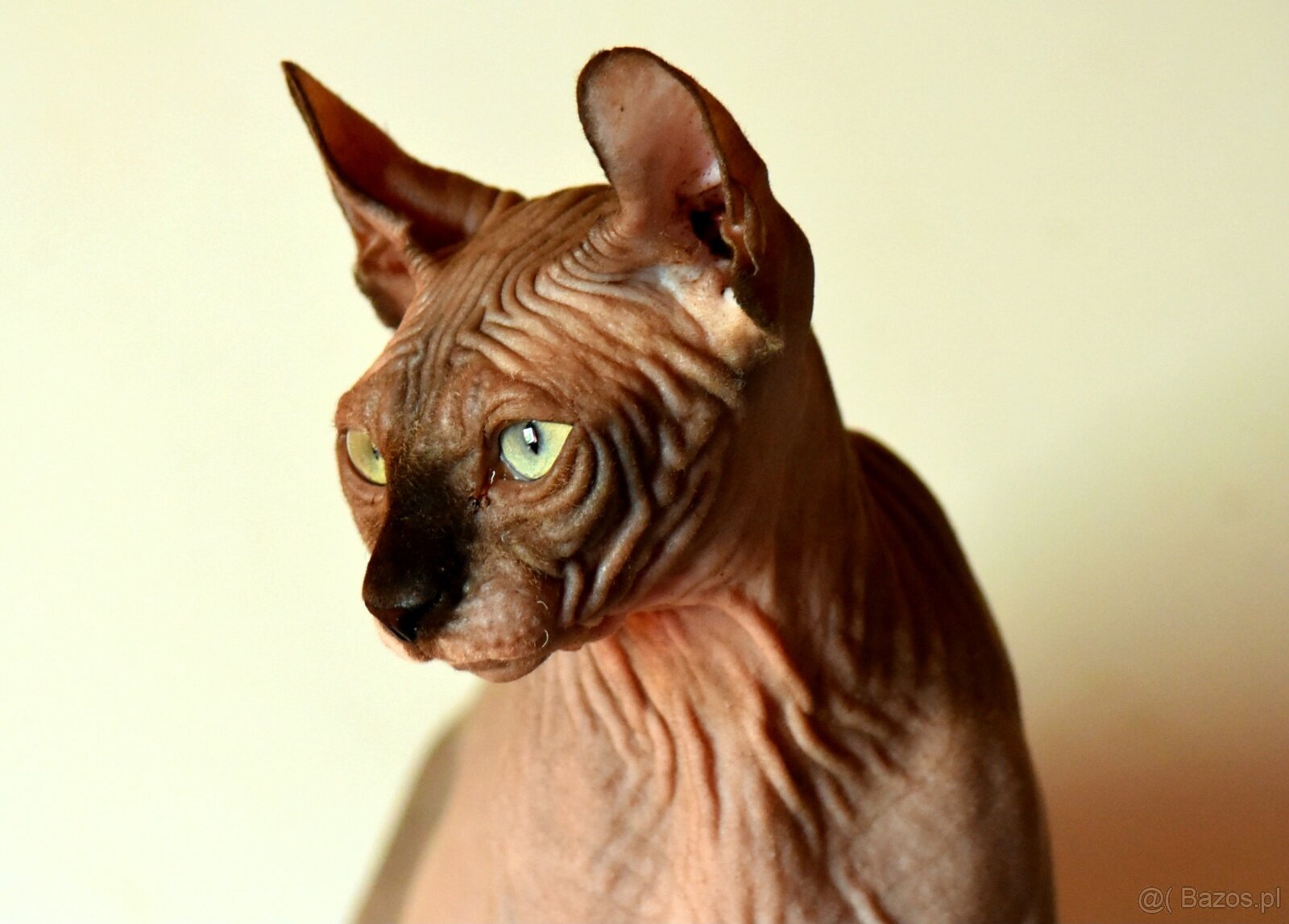 Sphynks Elf Bambino