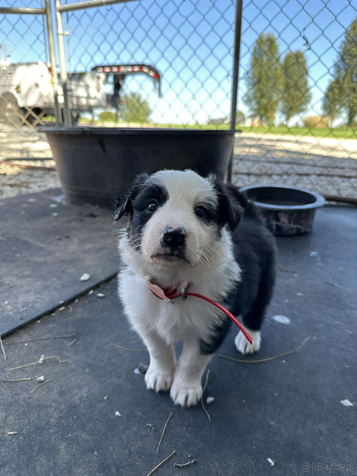 Piękne szczenięta Border Collie
