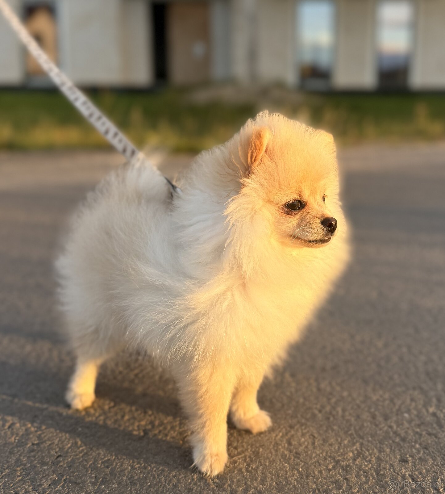 Szpic miniaturowy pomeranian