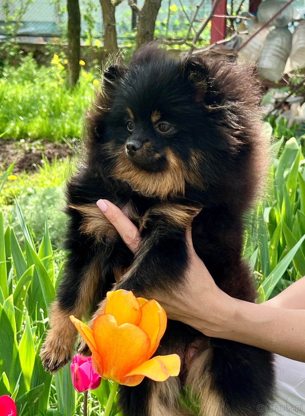Pomeranian