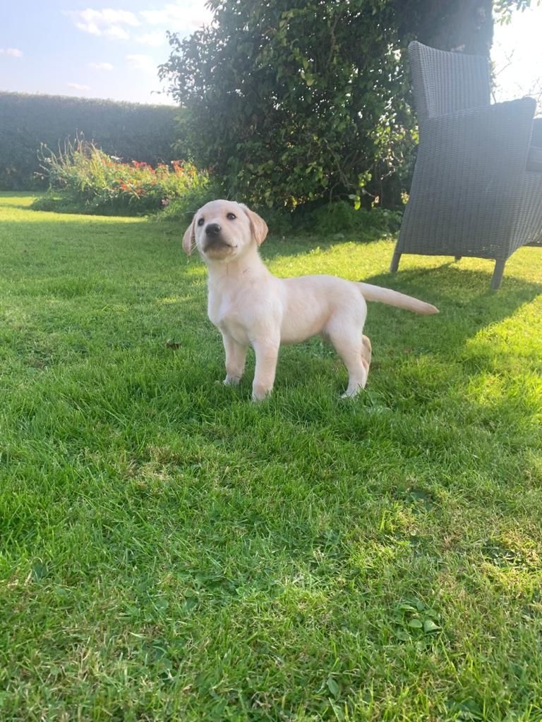 Szczenięta labradora na sprzedaż