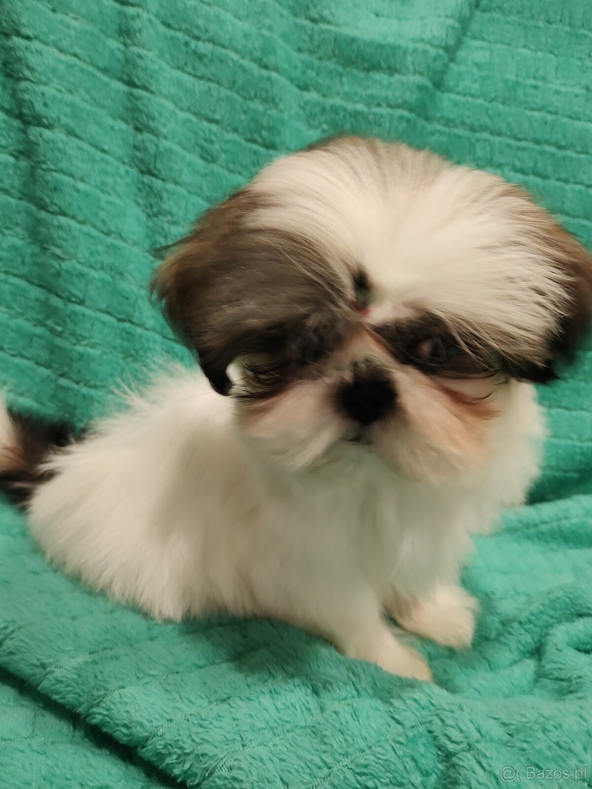Shih tzu suczka
