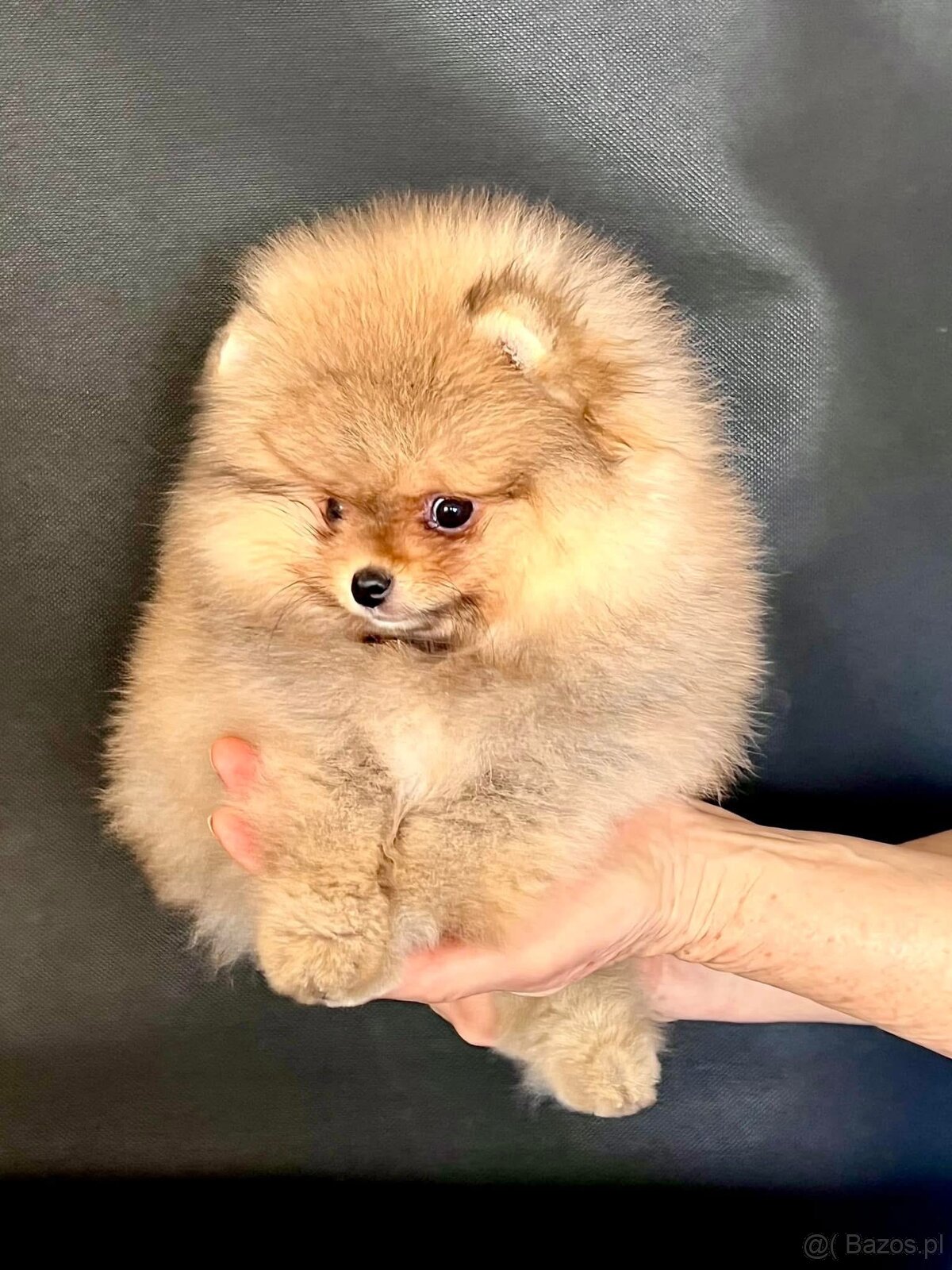 Pomeranian spitz