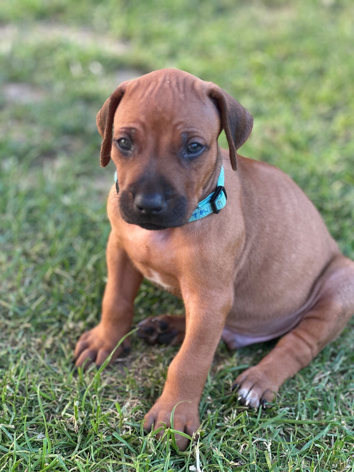 Rhodesian Ridgeback s pp