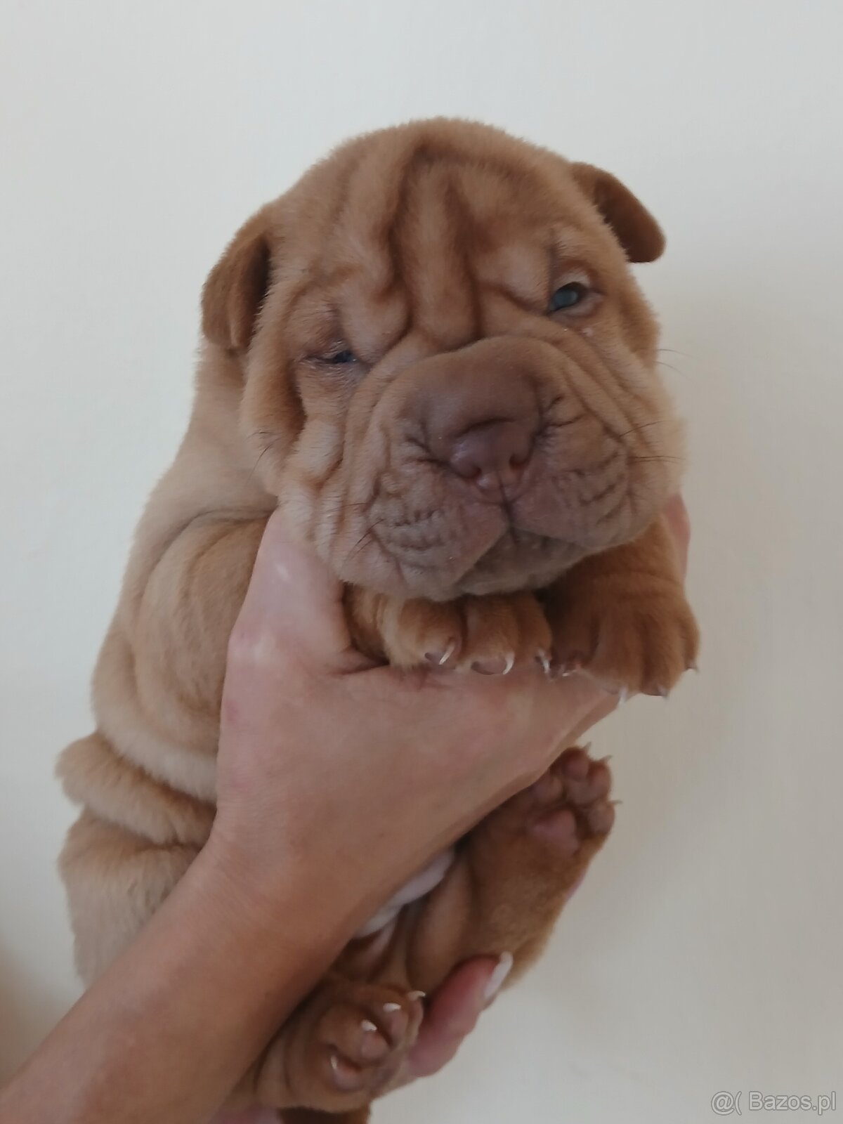 Sharpei, šarpej stěně s PP