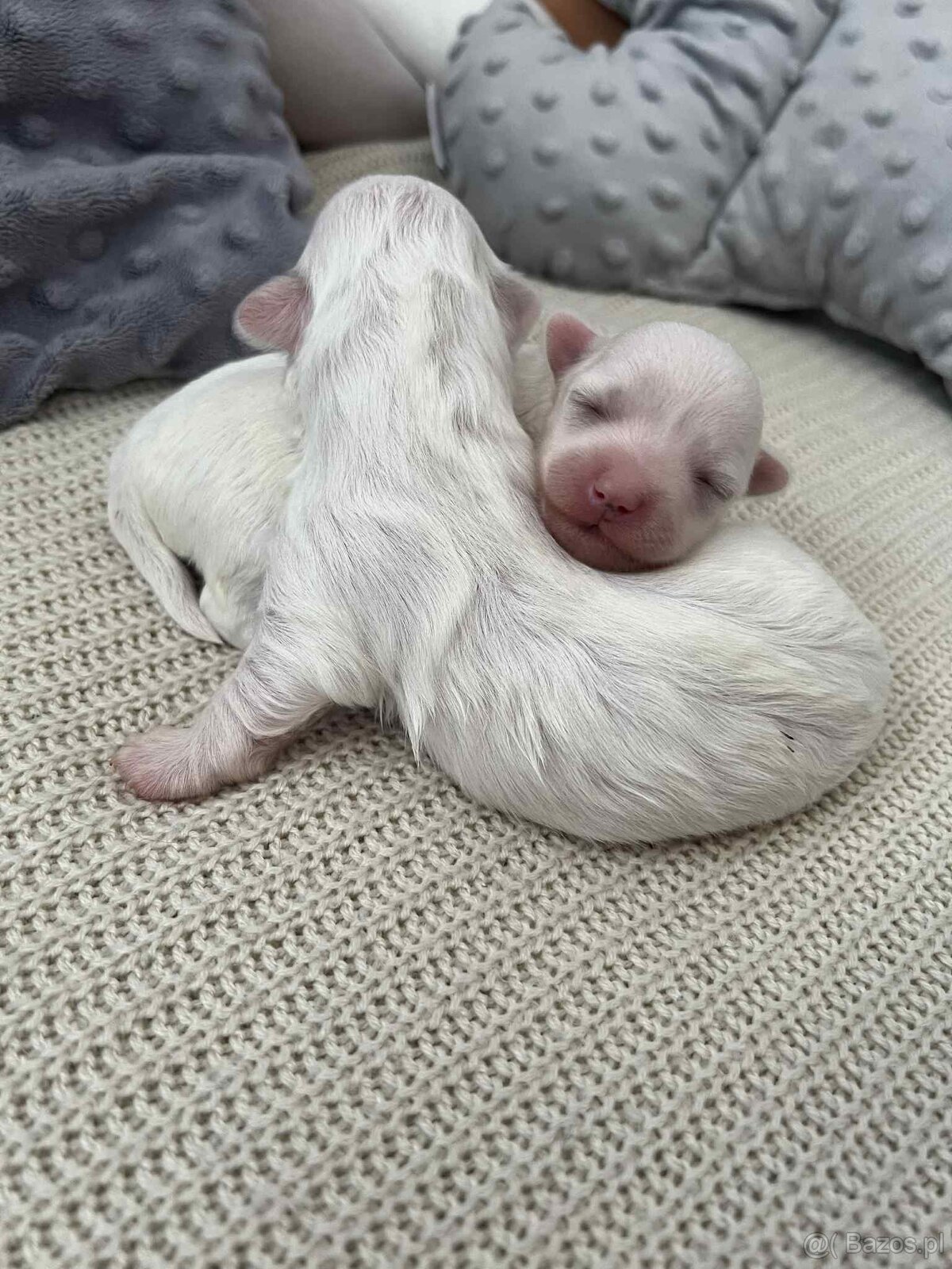 Maltańczyki z  rodowodem