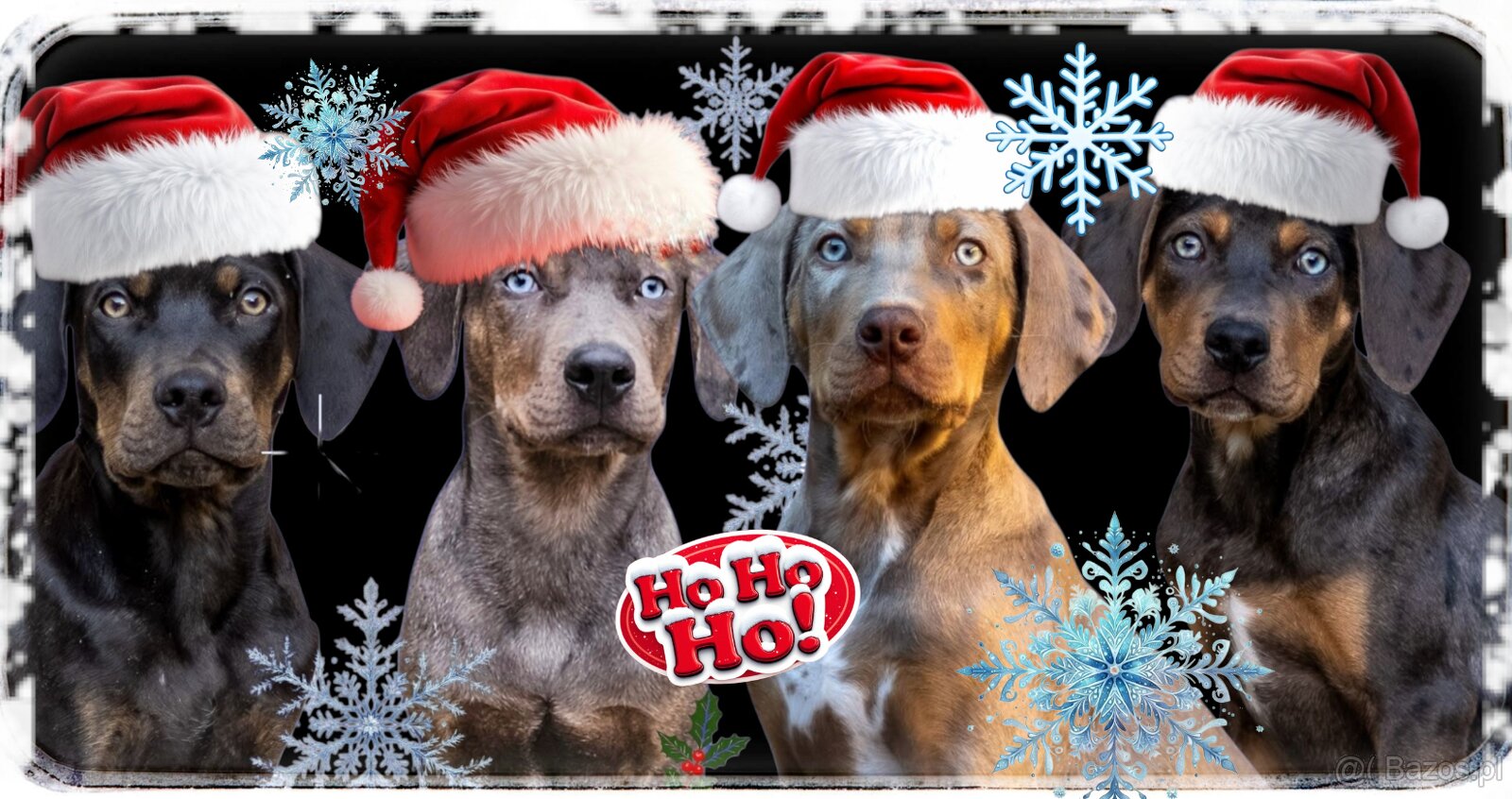 Catahoula Leopard Dog