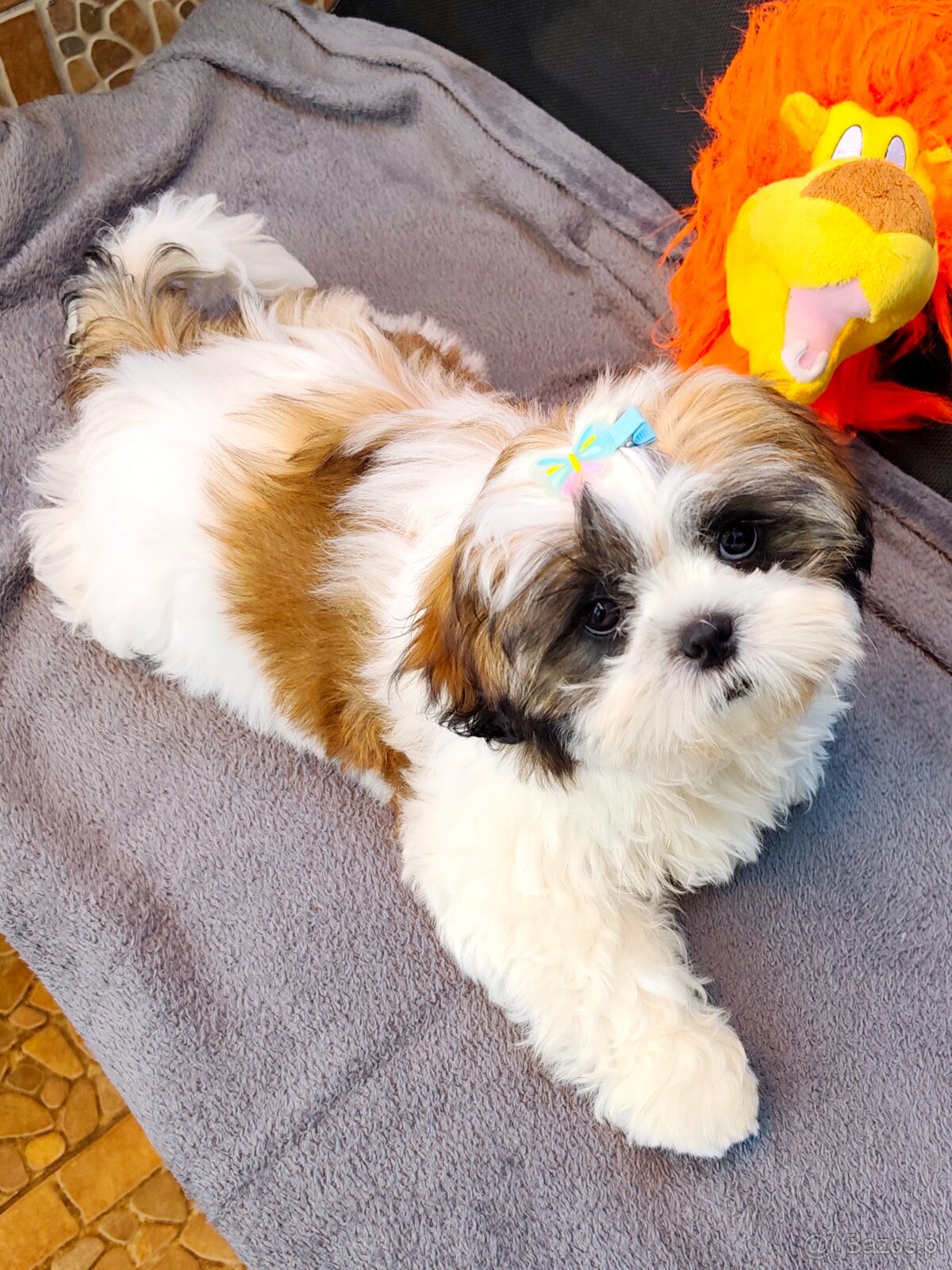 Szczeniaczki shih tzu