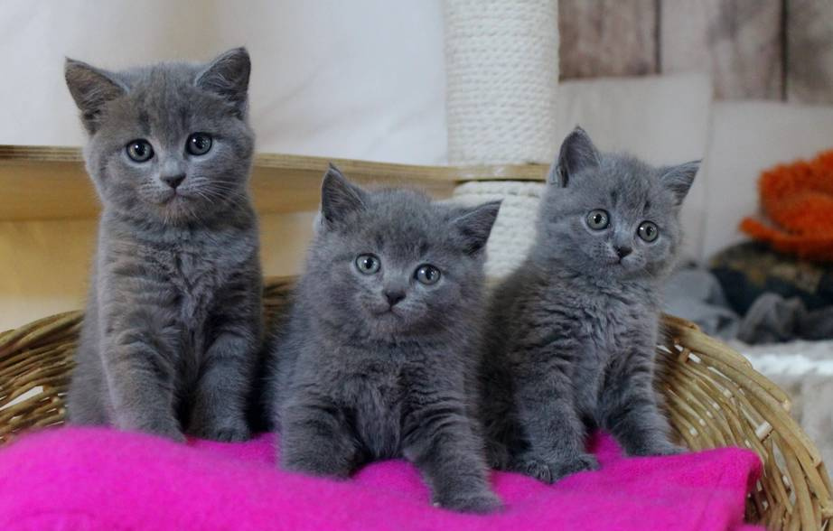 Koty, kocięta brytyjskie