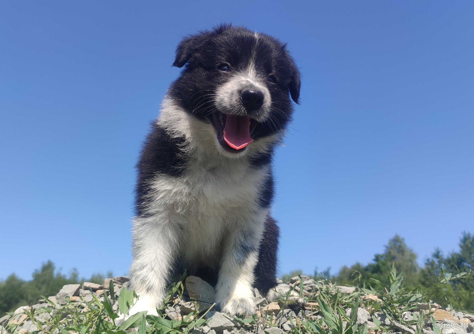 Rasowa i radosna suczka BORDER COLLIE - pełną dok. przebadan