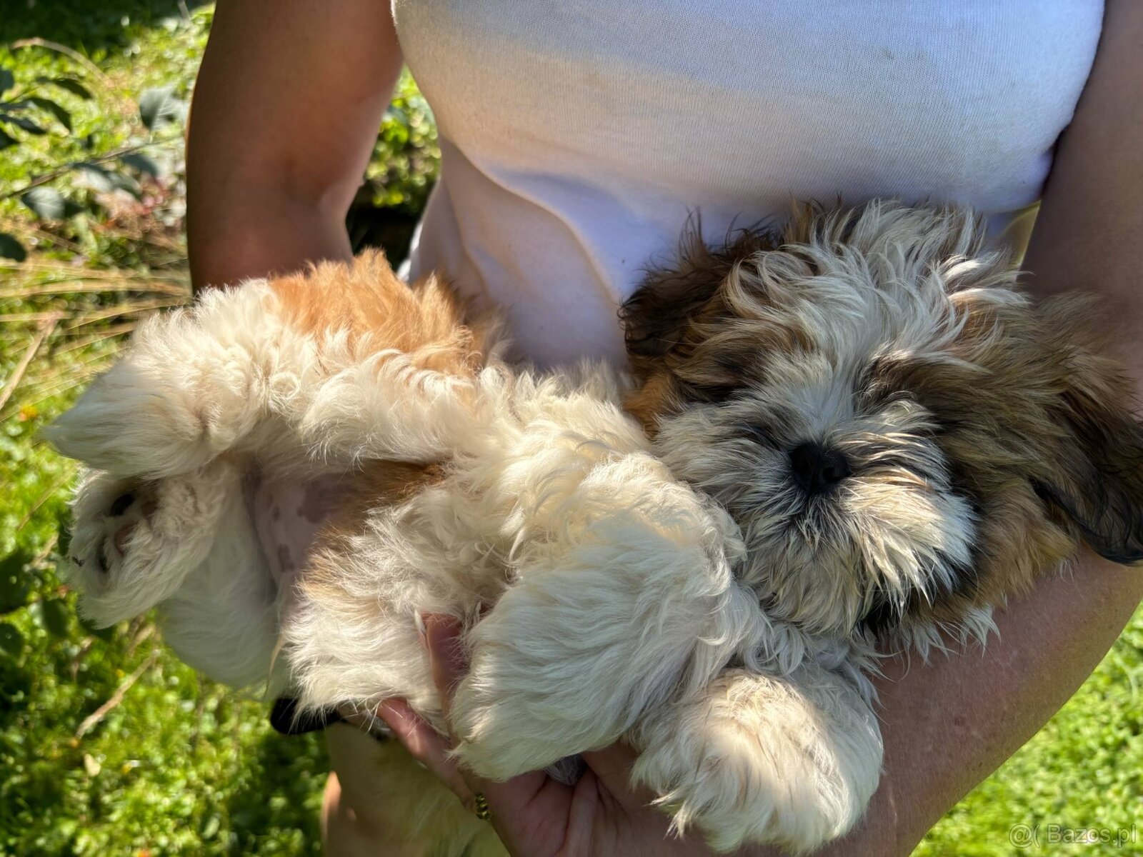 Psy rasy shih-tzu