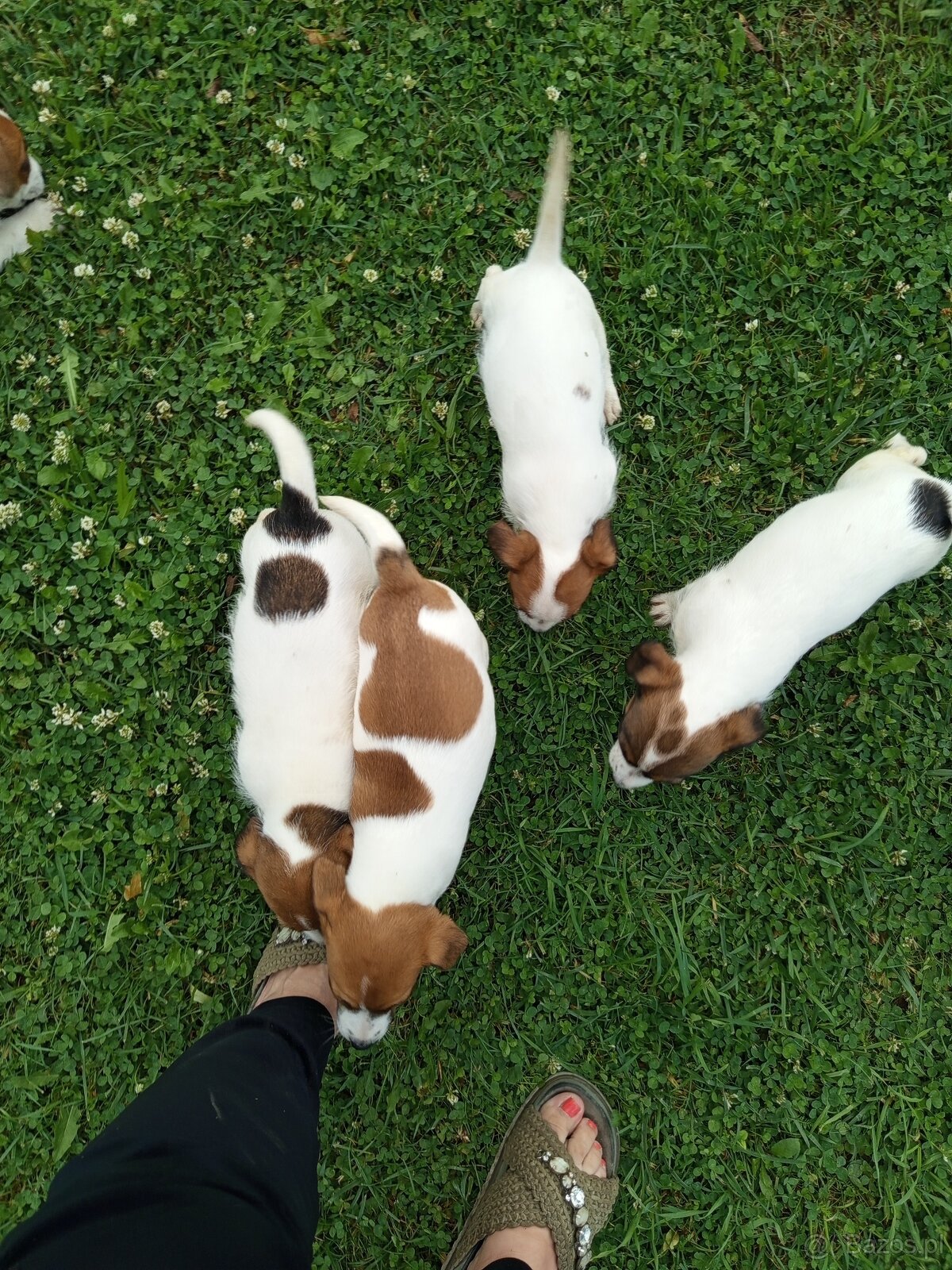 Jack Russell terrier