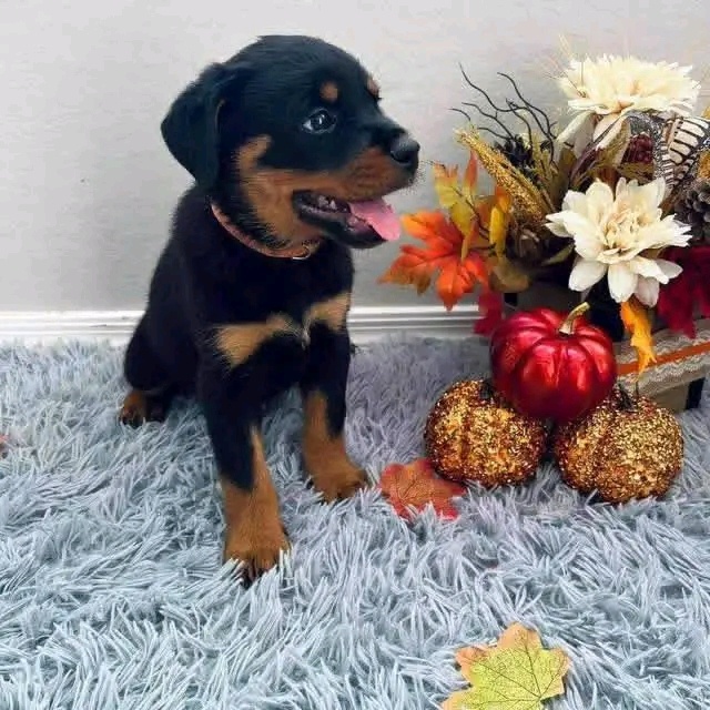 Sprzedam szczenięta rasy rottweiler.