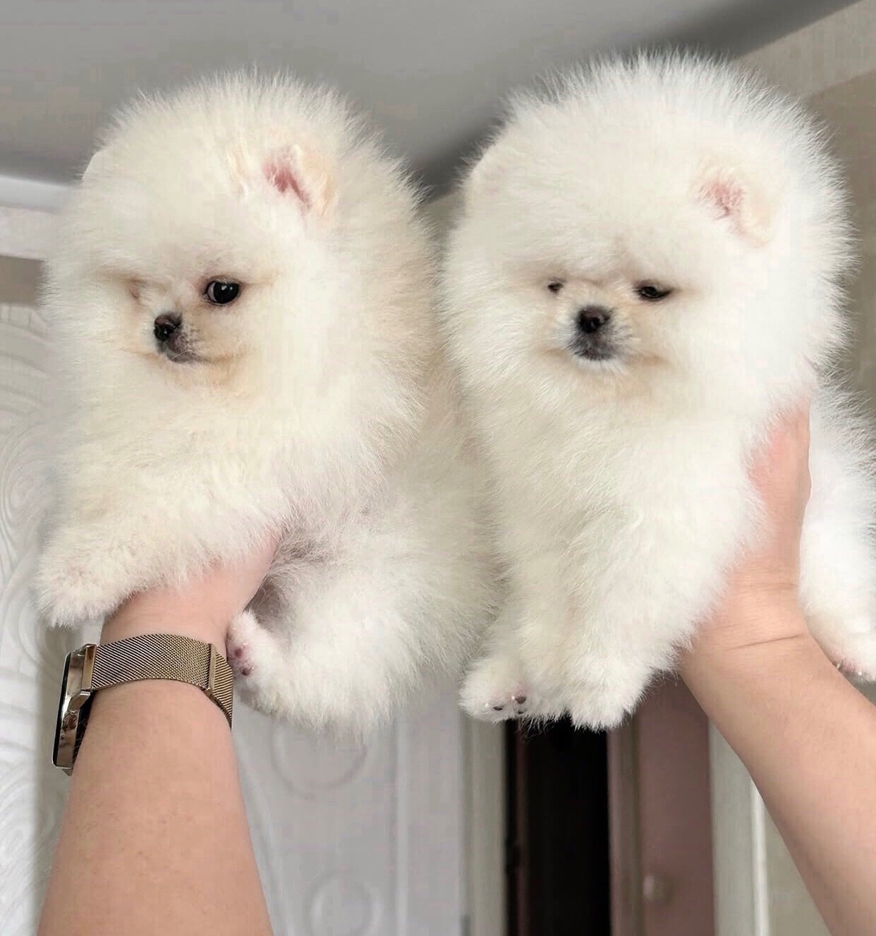 Szczenięta rasy pomeranian do adopcji.