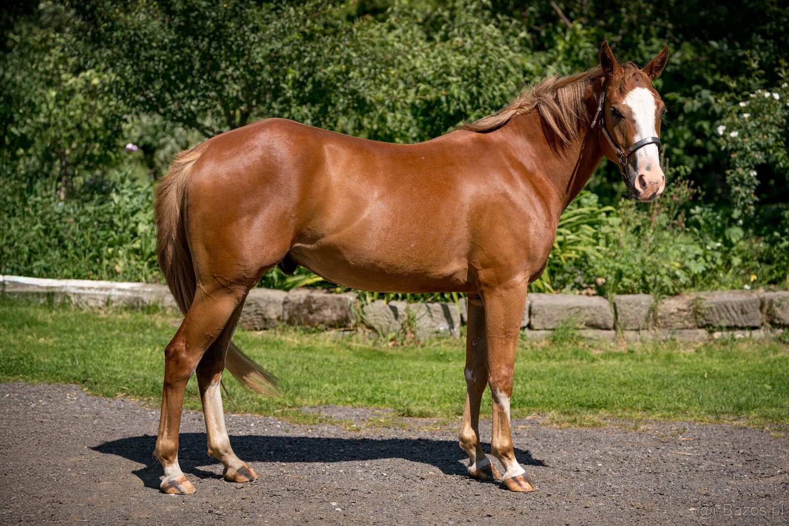 APH gelding 3yo