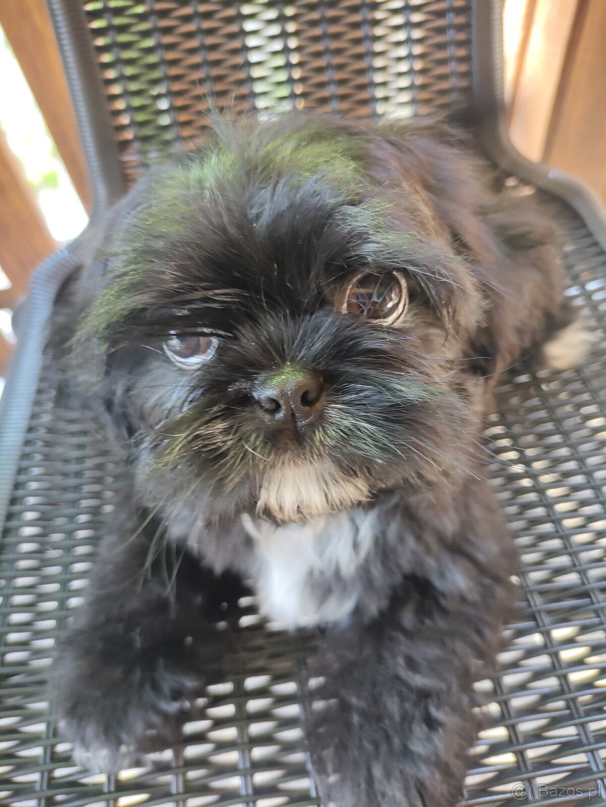 Piesek shih-tzu
