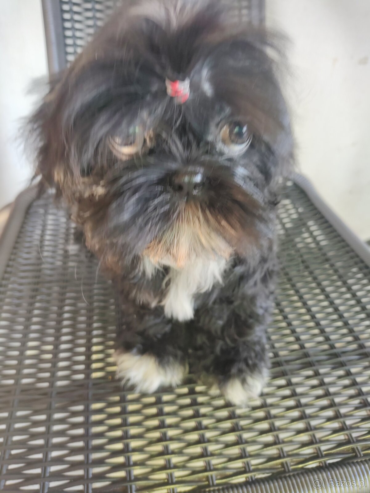 Suczka Shih-tzu