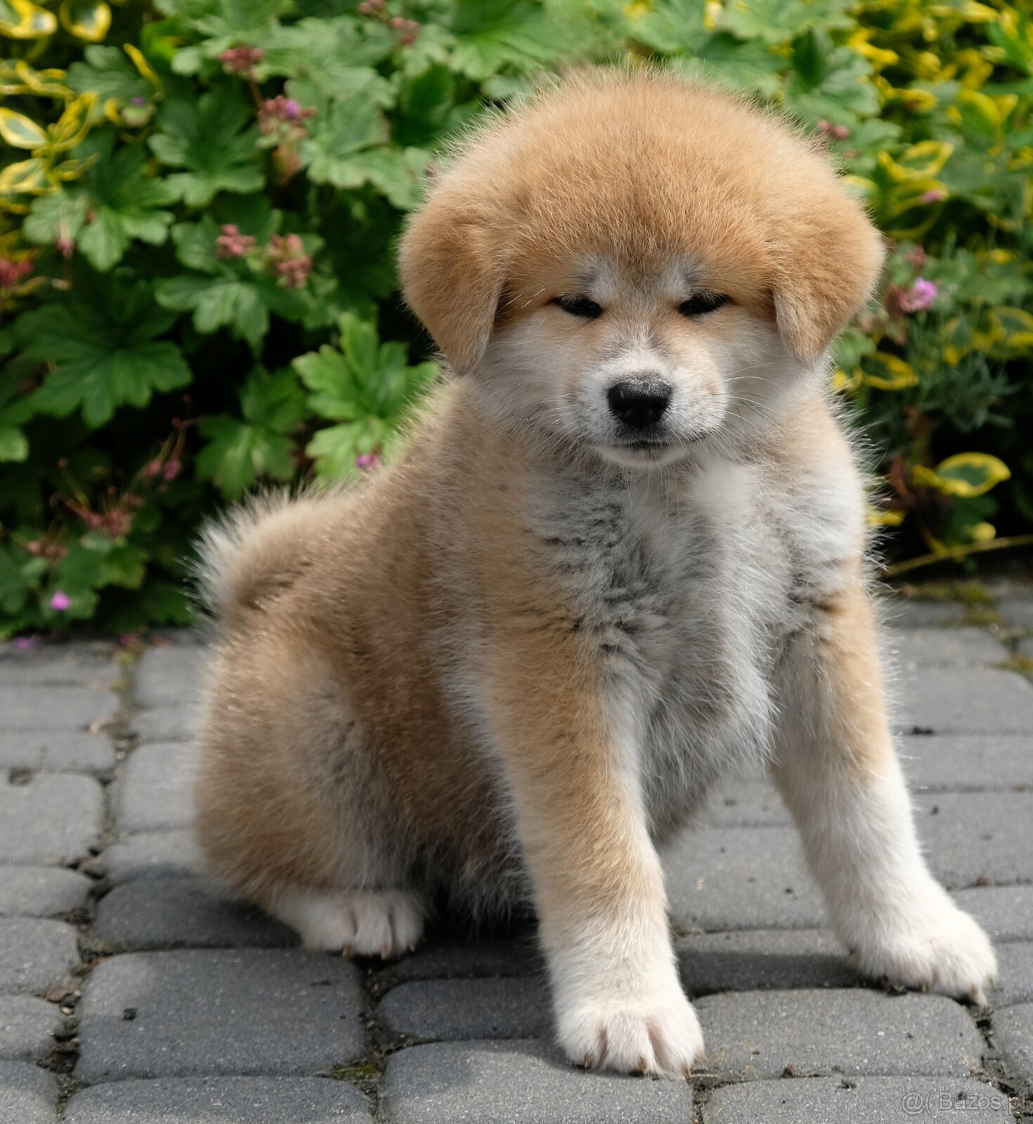 Akita Inu Akita japońska ZKWP FCI po Championie