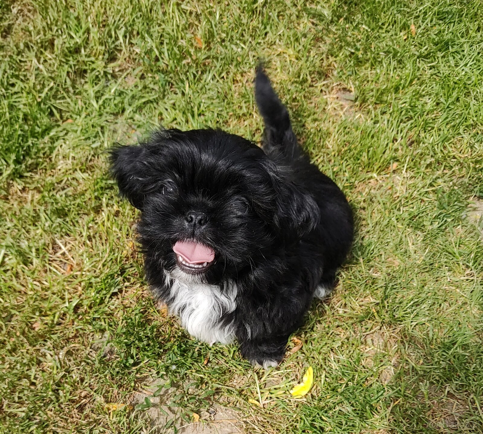 Piesek shih-tzu