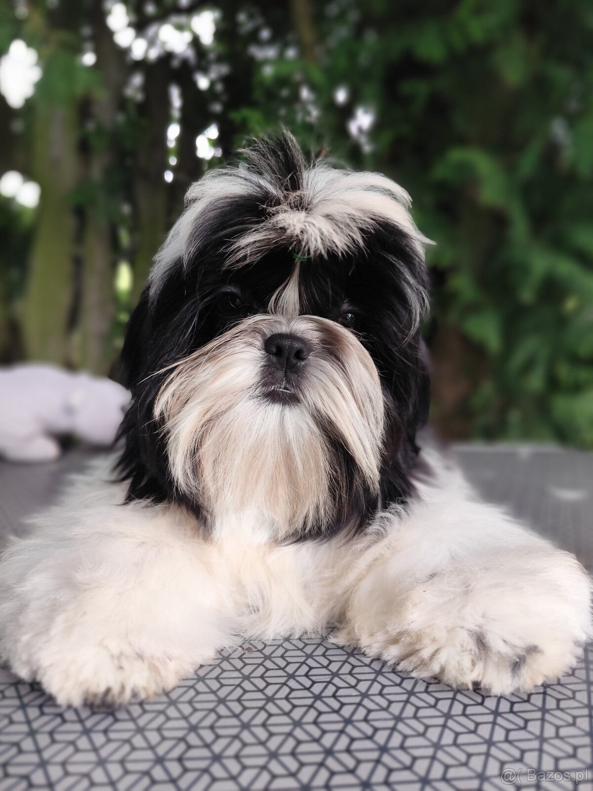 Shih Tzu szczenięta z rodowodem ZKwP FCI