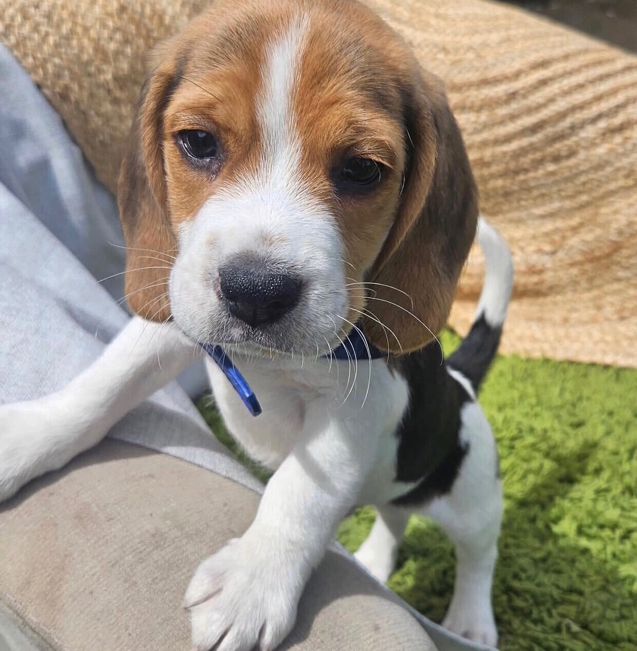 Szczenięta rasy beagle do adopcji.