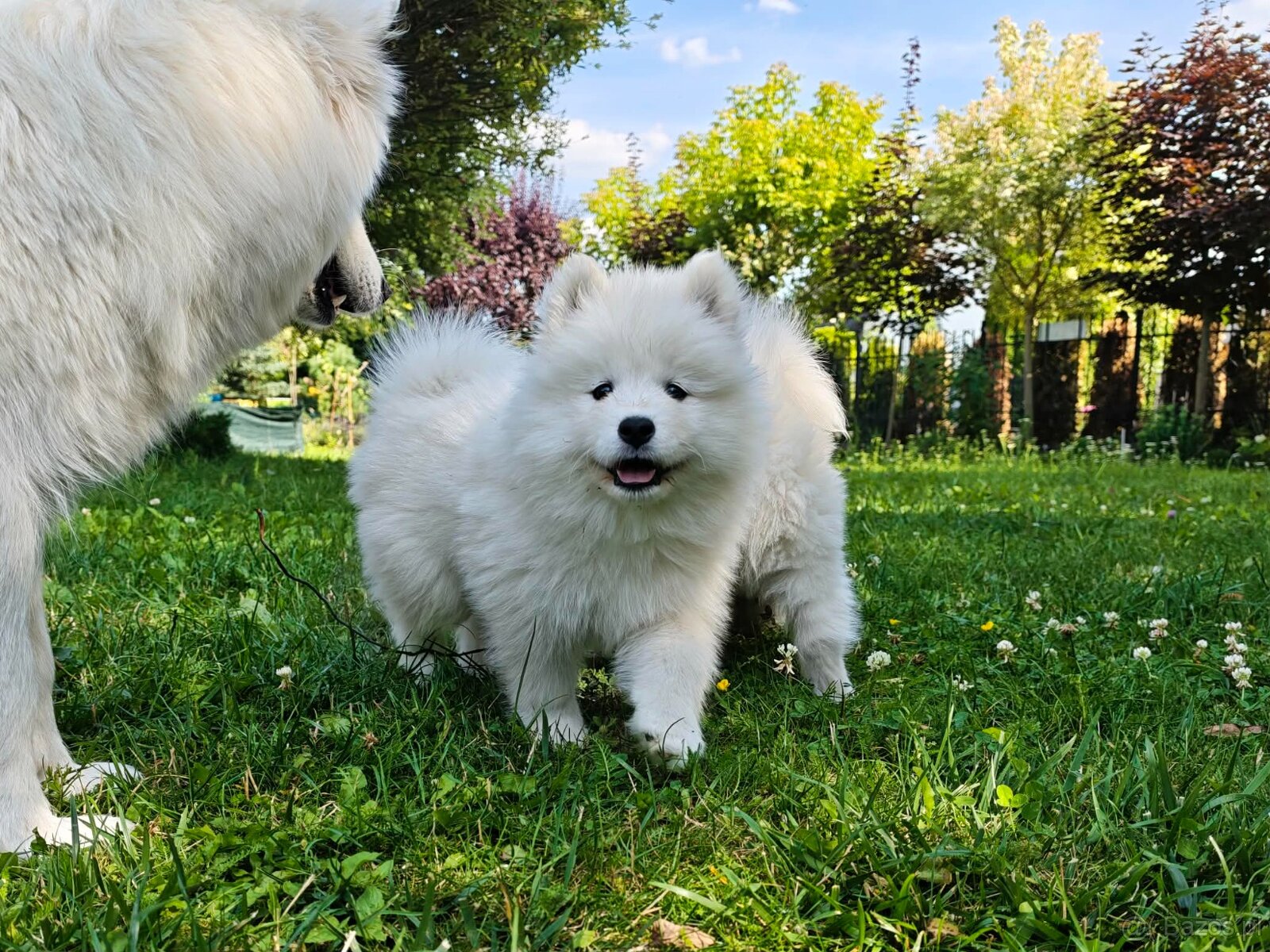 Samoyed szczenięta