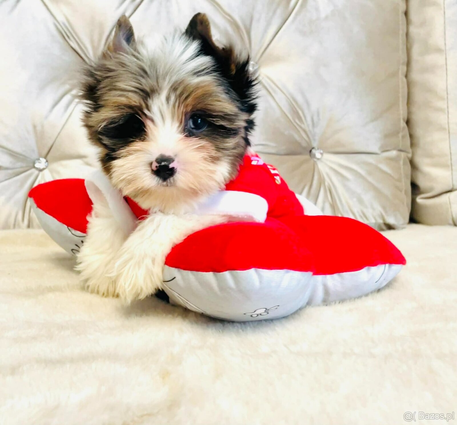 York Mikołaj z Bajki - do Kochania. Cudak.