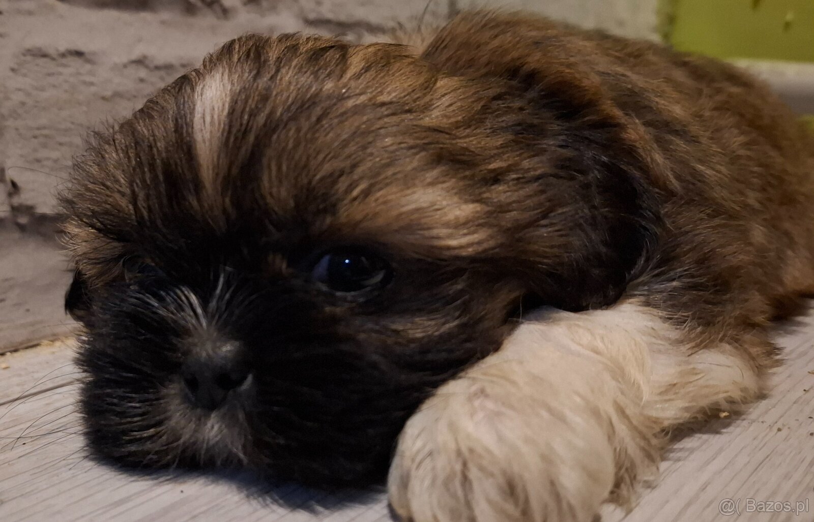 Sprzedam shith tzu