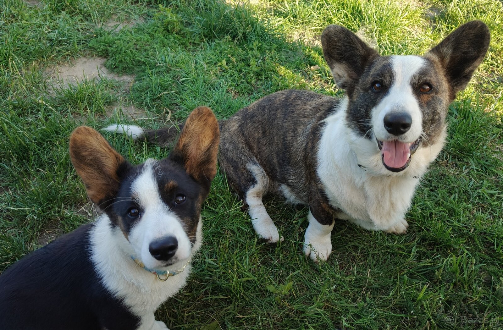 Welsh Corgi Cardigan szczenięta hodowla Rivulus FCI